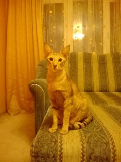 Лот: 4377368. Фото: 1. Последний котенок от мамы-ориентала. Кошки, котята