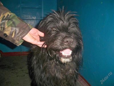 Лот: 2586872. Фото: 1. Нашлась собака в Солнечном отдам... Разное