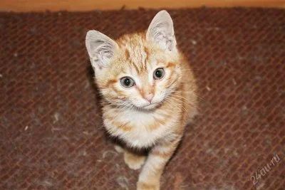 Лот: 2846114. Фото: 1. Котёнок Дизель необыконовенная... Кошки, котята