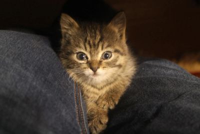 Лот: 11355599. Фото: 1. Котёнок; помогите котёнку. Кошки, котята