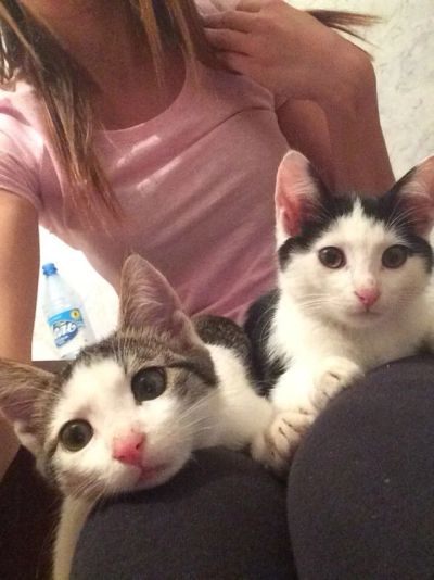 Лот: 6243654. Фото: 1. Котенок-пацаненок, 3 месяца!. Кошки, котята