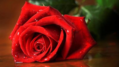 Лот: 6385291. Фото: 1. Роза 50 см. Лот 62. Свежие цветы