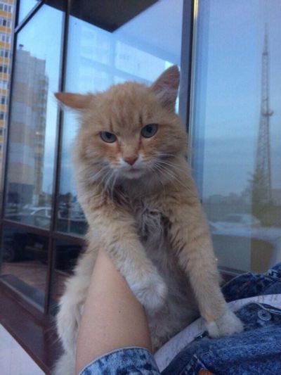 Лот: 9831164. Фото: 1. Рыжий кот. Кошки, котята