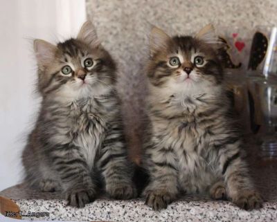 Лот: 9117685. Фото: 1. Возьму пушистого котенка, девочку. Кошки, котята