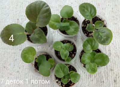 Лот: 14348564. Фото: 1. Фиалка сортовая, 7 деток одним... Горшечные растения и комнатные цветы