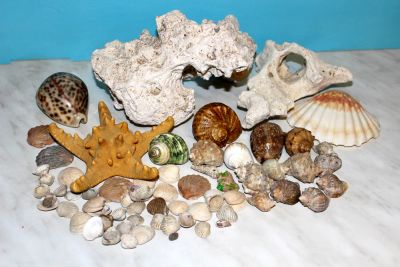 Лот: 5734819. Фото: 1. Ракушки, морская звезда, камни. Грунты, украшения, наполнения