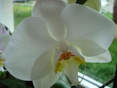Лот: 997726. Фото: 1. Орхидея фаленопсис грандифлора. Горшечные растения и комнатные цветы