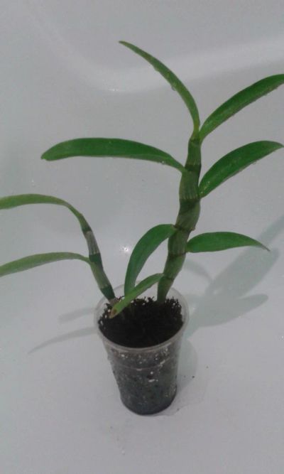 Лот: 8509816. Фото: 1. орхидея дендробиум нобиле белый. Горшечные растения и комнатные цветы