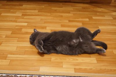 Лот: 5479479. Фото: 1. Отдадим в Очень хорошие и добрые... Кошки, котята