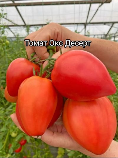 Лот: 21248782. Фото: 1. Томат. Семена профессиональные. Овощи