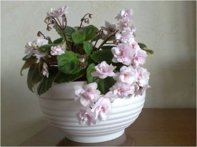 Лот: 4657705. Фото: 1. Сортовая ампельная фиалка Rob... Горшечные растения и комнатные цветы