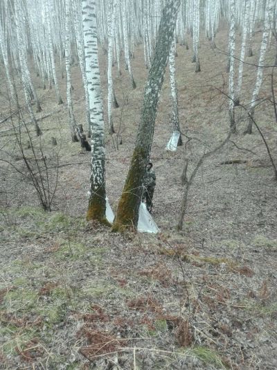 Лот: 11467540. Фото: 1. Березовый сок,квас. Напитки