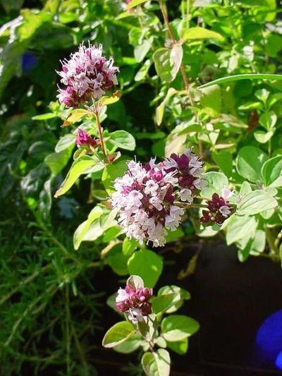 Лот: 5176526. Фото: 1. Душица (трава) 50гр. Другое (красота и здоровье)