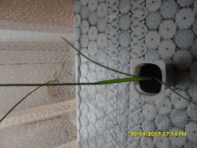 Лот: 9403993. Фото: 1. индийский лук. Горшечные растения и комнатные цветы