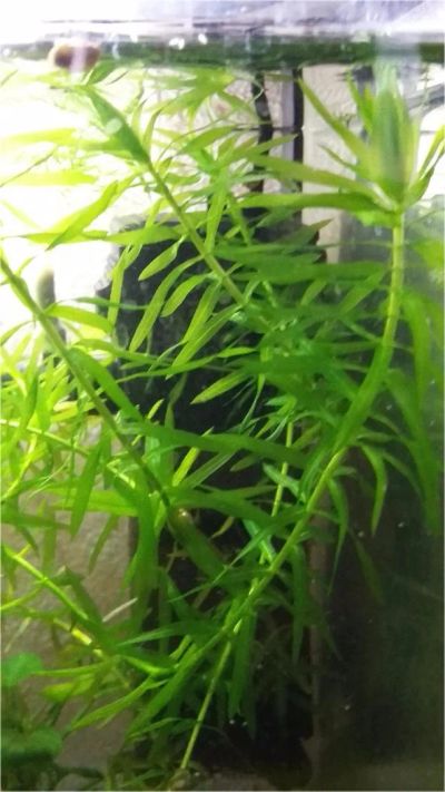 Лот: 8095808. Фото: 1. водное растение 5 веток. Водные растения