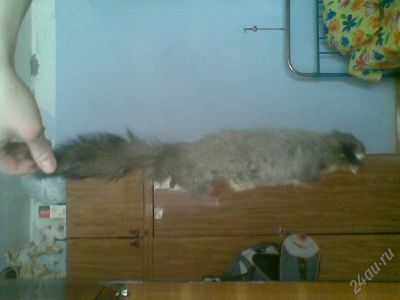 Лот: 49141. Фото: 1. белка=) чучело=). Красноярск