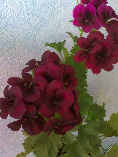 Лот: 4290426. Фото: 1. Пеларгония Королевская бордовая-черенок... Горшечные растения и комнатные цветы