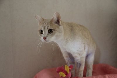 Лот: 16452760. Фото: 1. Мила. Кошки, котята