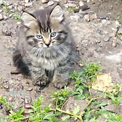 Лот: 11890364. Фото: 1. Отдам пушистых котят. Кошки, котята