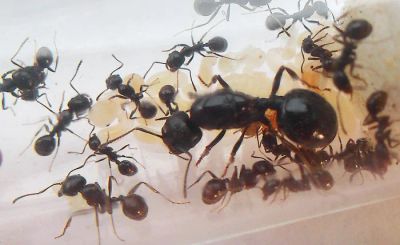 Лот: 14967957. Фото: 1. Колония муравьев Messor Structor. Остальные животные