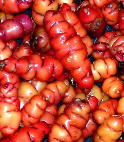Лот: 4218190. Фото: 1. Oca tuberosa. Кислица клубненосная... Другое (семена, рассада, садовые растения)