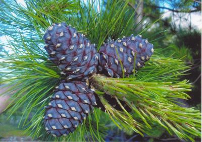 Лот: 10433802. Фото: 1. Крупномеры Кедр сибирский (Pinus... Декоративные кустарники и деревья