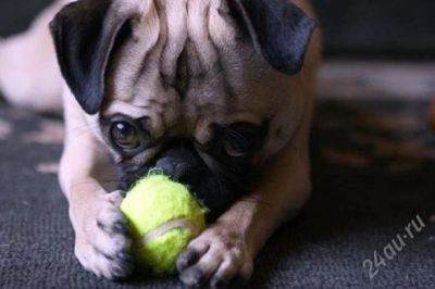Лот: 1549110. Фото: 1. теннисные мячи ( tennis ball... Мячи, ракетки, шайбы, клюшки