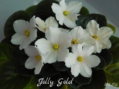Лот: 5875991. Фото: 1. Мини фиалка сортовая Jolly Gold... Горшечные растения и комнатные цветы