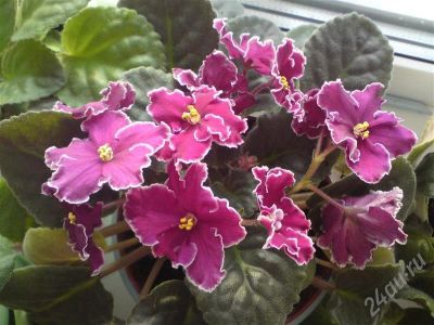 Лот: 625289. Фото: 1. сорт фиалки Hello Sunshine лист. Горшечные растения и комнатные цветы