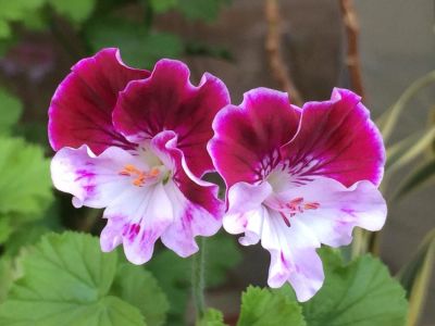Лот: 5483743. Фото: 1. Пеларгония Fairy Qeen. Горшечные растения и комнатные цветы