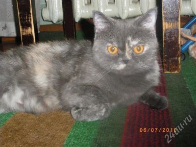 Лот: 528698. Фото: 1. Котенок перс-экзот. Остальные животные