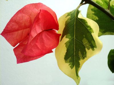 Лот: 9823639. Фото: 1. Бугенвиллия "San diego red variegata... Горшечные растения и комнатные цветы