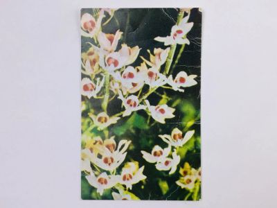 Лот: 23296678. Фото: 1. Цветы. Орхидеи. Открытка. Открытки, конверты