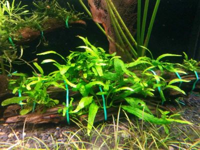 Лот: 8773421. Фото: 1. Папоротник Тайландский Microsorum... Водные растения