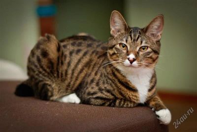 Лот: 2583181. Фото: 1. Курильский бобтейл! Пацан! Настоящий... Кошки, котята