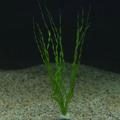 Лот: 3244829. Фото: 1. Эхинодорус везувий (Echinodorus... Водные растения