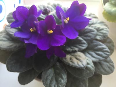 Лот: 9455976. Фото: 1. Фиалка сине-фиолетовая Лист. Горшечные растения и комнатные цветы