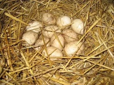 Лот: 10593550. Фото: 1. Яйцо утиное (инкубационое). Мясо, птица, яйцо