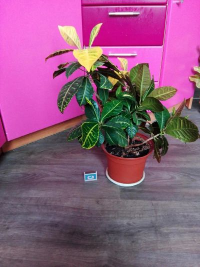Лот: 10070833. Фото: 1. Кротон. Горшечные растения и комнатные цветы