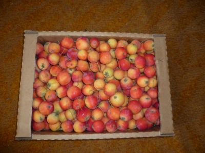 Лот: 5971710. Фото: 1. Ранетки кисло-сладкие с дерева... Ягоды, орехи