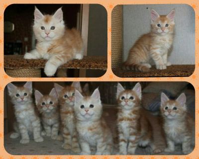 Лот: 10994348. Фото: 1. Мейн-кун, рыжики с документами... Кошки, котята