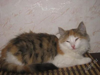 Лот: 706033. Фото: 1. пушистая молодая кошечка. Остальные животные