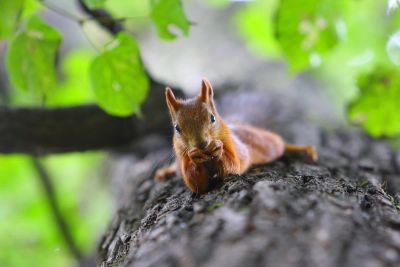 Лот: 6356866. Фото: 1. Продам участок в Ермолаево (ИЖС... Земельные участки