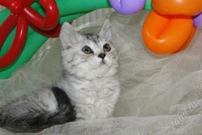 Лот: 1654982. Фото: 1. Котенок породы Селкирк рекс. Кошки, котята