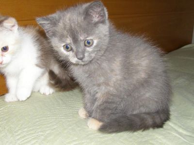 Лот: 4257129. Фото: 1. Шотландская прямоухая кошечка. Кошки, котята