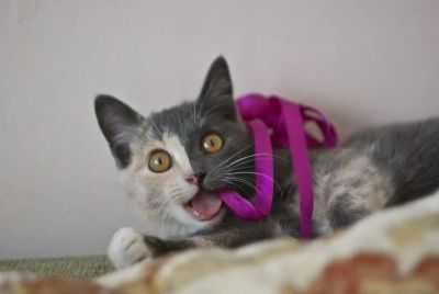 Лот: 4534596. Фото: 1. в связи со смертью хозяйки пристраивается... Кошки, котята