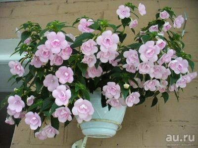 Лот: 13301445. Фото: 1. Ахименес Double Pink Rose. Горшечные растения и комнатные цветы