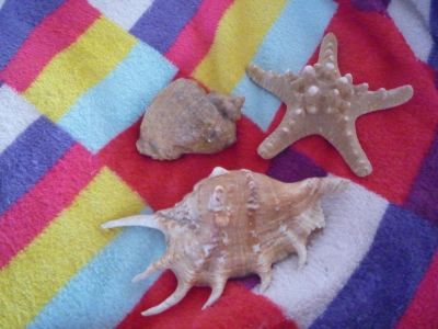 Лот: 9907309. Фото: 1. Сувениры "Ракушки" с моря. Фигурки, статуэтки