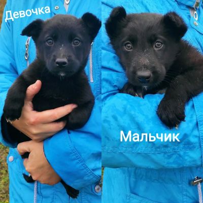 Лот: 18130923. Фото: 1. Щенки замерзают!. Собаки, щенки