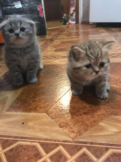 Лот: 10328655. Фото: 1. Котята британские. Кошки, котята